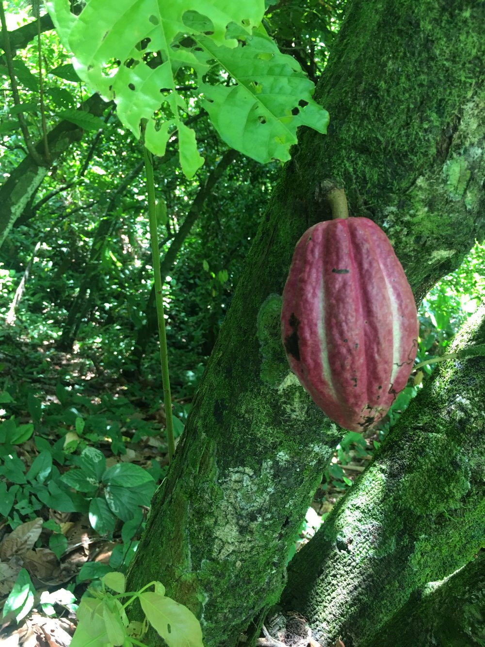 Cacao pod on tree in Isla Bastimentos, Bocos del Toro, Panama at Up in the Hill organic farm