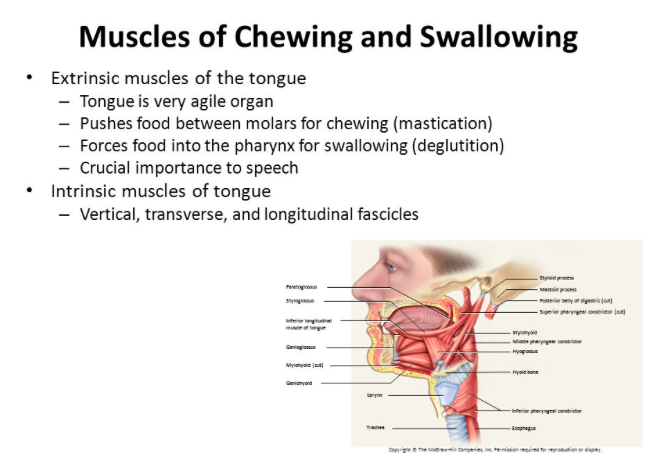 Day 5 Muscles of Chew & Swallow.png